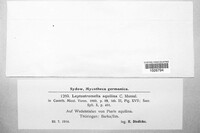 Massalongina aquilina image